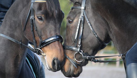 Paarden